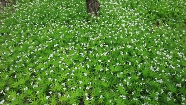 Білі Крихітні Квіти Ростуть Зеленому Весняному Лісі Кадри Звуку Стоковий Відеоролик