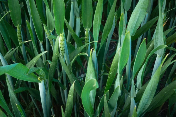 緑の穀物の成長のクローズアップ 6月のビュー — ストック写真