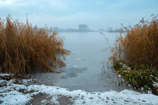 Schilf Ufer Eines Zugefrorenen Sees Blick Auf Einen Nebligen Wintertag — Stockfoto