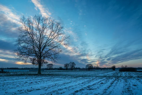 Evening clouds in the sky and a large tree growing in a snowy field, Nowiny, Poland