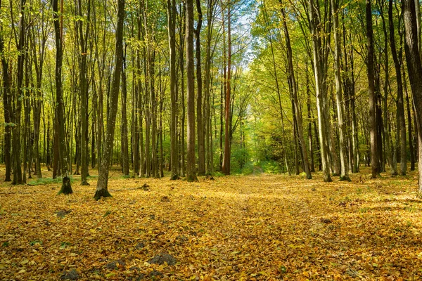 Feuilles Jaunes Tombées Dans Forêt Ensoleillée Automne Jour Octobre — Photo