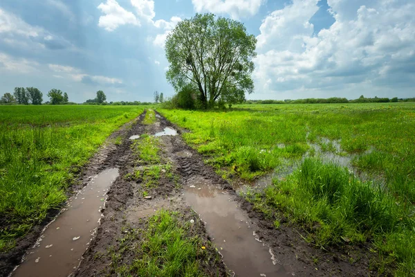 Woda Deszczu Polnej Drodze Łące Polska Wschodnia Zdjęcie Stockowe