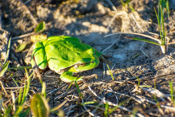 Πράσινο Βάτραχος Basking Στον Ήλιο Ανοιξιάτικη Μέρα Ανατολική Πολωνία — Φωτογραφία Αρχείου