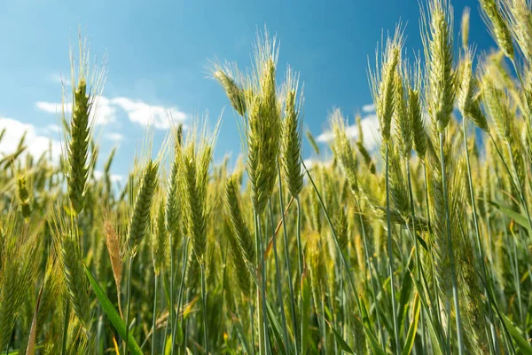 Крупный План Растущей Зеленой Пшеницы Фоне Голубого Неба Июнь День — стоковое фото