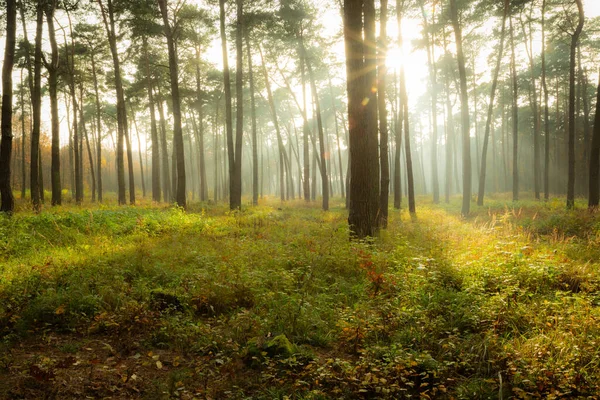 Blask Słońca Mglistym Lesie Jesiennym Chełm Polska Wschodnia Obrazek Stockowy
