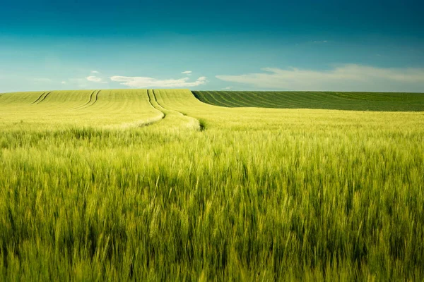Minimalist landscape with barley field and blue sky view, Staw, Poland
