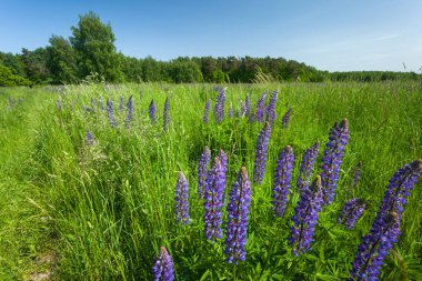 Polonya 'nın doğusunda yeşil bir çayırda yetişen mavi lupin çiçekleri.