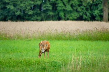 Çayırda Roe geyiği, yaz manzaralı.