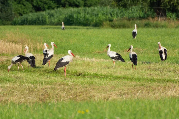 Grupo Cegonhas Prado Dia Verão Leste Polônia — Fotografia de Stock