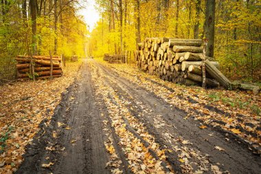 Polonya 'nın doğusundaki altın bir sonbahar ormanında çamurlu uzun toprak bir yol.