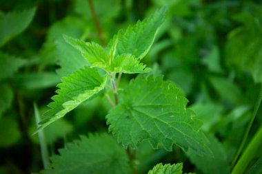 Yeşil bir ısırgan otunun yakın çekimi, Mayıs günü