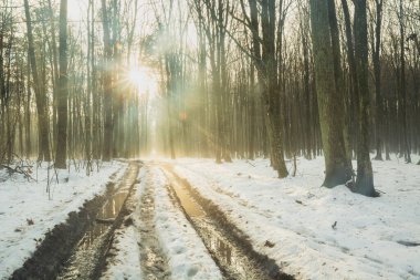 Aralık günü, karla kaplı sisli bir ormanda güneş yol üzerinde parlıyor.