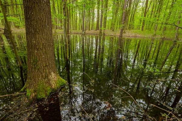 Islak orman ve sudaki ağaçların yansıması, bir bahar günü manzara, doğu Polonya