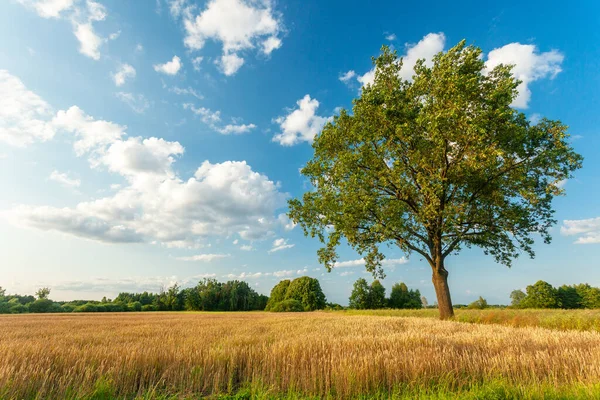 An oak tree growing next to a grain field, a July day in eastern Poland