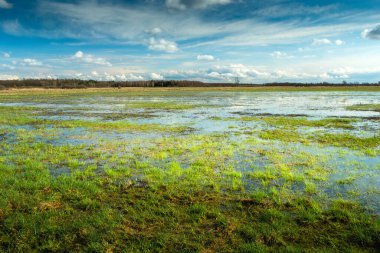 Yeşil çayırlarda yağmur üstüne yağmur, bahar günü.