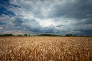 Altın taneli ve bulutlu bir tarla