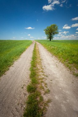 Yeşil tarlalar boyunca toprak yol ve ufukta yalnız bir ağaç, doğu Polonya 'da güneşli bir mayıs günü, dikey fotoğrafçılık
