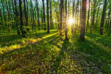 Bahar ormanında gün ışığı, Mayıs günü, doğu Polonya