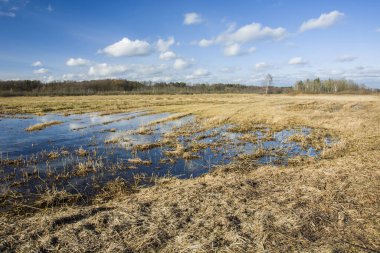 Çayırda erimiş su.