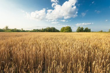Altın buğday tarlası ve mavi gökyüzünde beyaz bulut, Temmuz güneşli bir gün.