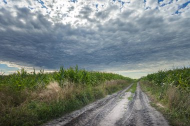 Yeşil mısır tarlasında kırsal yol ve bulutlu gökyüzü