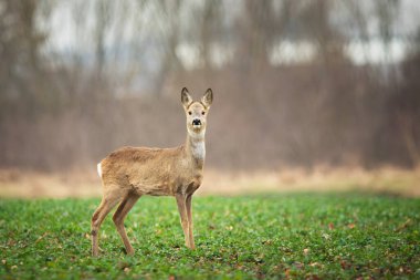 Doğu Polonya 'da, Mart günü, yeşil bir tarlada duran Roe geyiği.