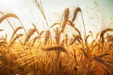 Olgunlaşmış tahıl başaklarının yakın çekimi, temmuz manzarası