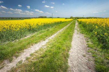 Sarı kolza tohumu tarlaları arasındaki toprak yol, Polonya 'nın doğusunda ilkbahar günü
