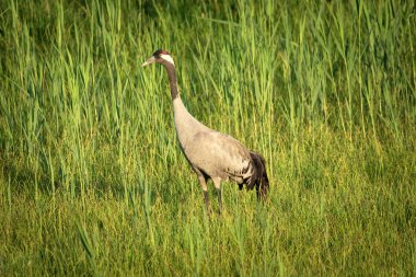 Polonya 'nın doğusundaki Nowiny otlağındaki yeşil çimlerin üzerinde duran bir vincin yakın çekimi.