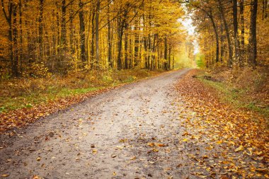 Altın sonbahar ormanlarında ıslak toprak yol, Ekim günü.