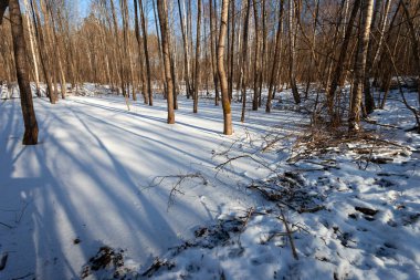 Polonya 'nın doğusunda güneşli bir kış gününde ormanda buz üstünde kar.