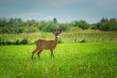Roe geyiği çayırda duruyor, yaz günü, Nowiny, Polonya
