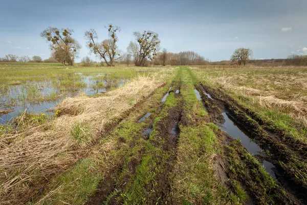 Kırsal yol ve ağaçlı çayır yağmurdan sonra su birikintileri, doğu Polonya