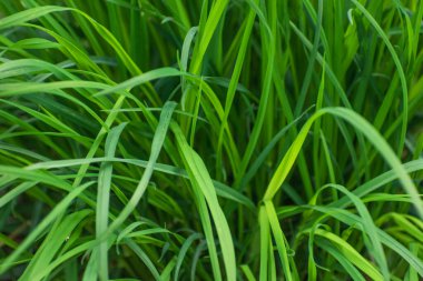 Yeşil, kalın ve uzun otların yakın çekimi, üst manzara.