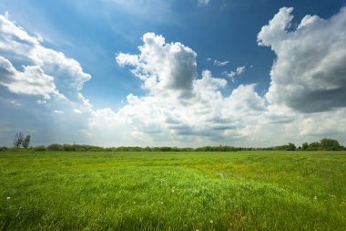 Polonya 'nın doğusundaki çayır üzerinde gökyüzü bulutlu.