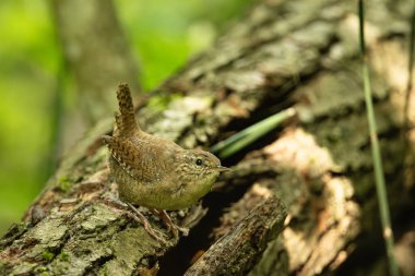 Polonya 'nın doğusunda bir ağaç gövdesinde öküz kuşu.