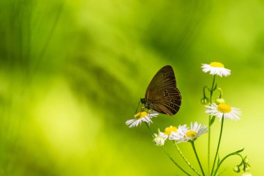 Beyaz bir çiçeğin üzerinde oturan halka kelebeği.