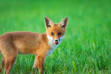 Yeşil çimlerde genç bir tilki, yaz günü, doğu Polonya