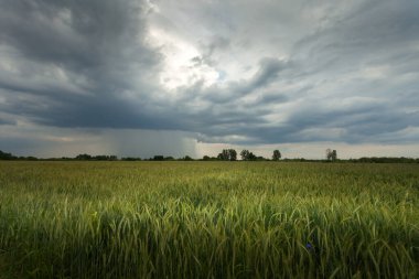 Polonya 'nın doğusunda bir tahıl tarlası üzerinde yağmur bulutu