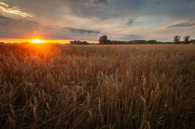 Bir tahıl tarlası üzerinde bulutlarla gün batımı, Polonya 'nın doğusunda yaz manzarası