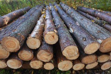 Ekim günü, ormandaki uzun ağaç kütüklerinin yakın çekimleri.