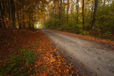 Polonya 'nın doğusundaki sonbahar ormanında toprak yol.