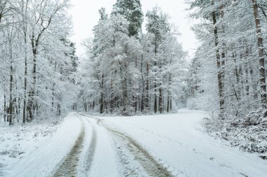 Ormandaki yolda taze kar, Nowiny, Polonya