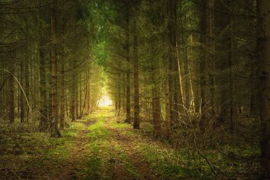 Polonya 'nın doğusundaki kozalaklı bir ormanda toprak yol.