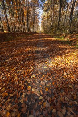 Güneşli sonbahar ormanlarında yol ve düşen yapraklar