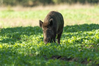 Büyük bir yaban domuzu kırsal bir tarladan bitki yiyor, yaz günü, doğu Polonya