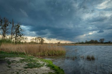 Sazlıklarla dolu göl kıyısı ve yağmurlu gökyüzü, Stankow, Lubelskie, Polonya