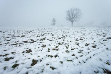 Ufukta ağaçların olduğu karla kaplı bir arazinin kırsal manzarası. Nowiny, Lubelskie, Polonya.