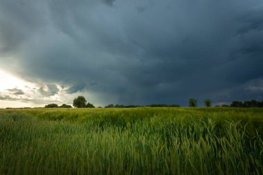 Yeşil tahıl tarlası üzerinde kara yağmur bulutlarıyla fırtına cephesi, Nowiny, Lubelskie, Polonya