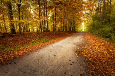Polonya 'nın doğusundaki sonbahar ormanlarından geçen toprak yol.